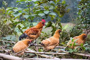 ������؛ϵ�y